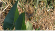 Amaryllis