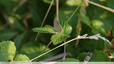 Petit Azuré porte-queue