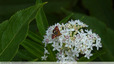 Joli petit papillon pourpre