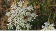 Une drôle de mouche dorée