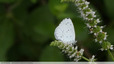Papillon gris perle sur les menthes