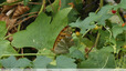 Grand papillon orange et noir