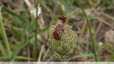 Elles sont nombreuses sur les fleurs de carottes