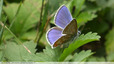 1 papillon bleu