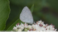 Petites taches noires sur fond gris