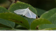 Les ailes diaphanes