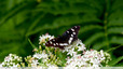 Noir et blanc sur ombelle