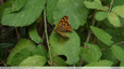Papillon aux ailes déchirées