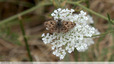Un papillon pressé