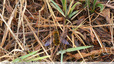 Drôle d'abeille