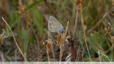 Petit bleu à la Bartole