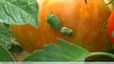 Des punaises au jardin