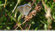 Papillon bleu