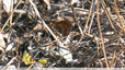 Papillon orange à points noirs