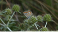 Orange et chamois
