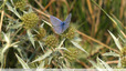 Un bleu commun