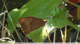 Un myrtil dans le jardin