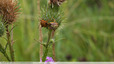 Accouplement de punaises