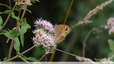 Les eupatoires attirent les papillons