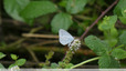 Azurés sur eupatoires et menthes sauvages