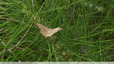 Des ailes anguleuses