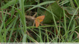 Papillon jaune vif à bandes pourpres et