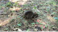 Un rat dans le jardin