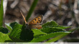Orange et cuivré