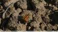 Orange et brun sur le dessus, brun et gris dessous