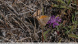En quête de nectar