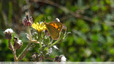En transparence