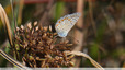 Argus bleu sur cyperus bien sec