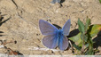 à fourrure bleue