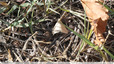 Elle se cache dans les herbes