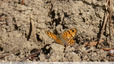 Madame papillon en promenade