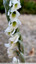 Orchidée automnale