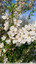 Prunier sauvage en fleurs