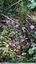 Fleurs roses au charme naturel