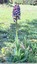 orchidée
