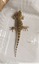 Un gecko dans la maison