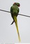 Un bel oiseau de grande taille