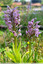 Deux nouveaux pieds d'orchis lacté
