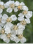 Achillée millefeuille en fleur en novembre
