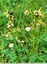 Un parterre d'ophrys de mars