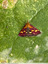 Petite pyrale aux couleurs vives