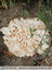 Magnifique champignon