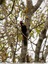 Un pic épeiche au sommet d'un arbre