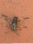 Un coléoptère immobile