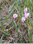 Petits cyclamens roses et blancs
