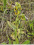 Ophrys jaune avenue de la Bourdette